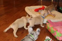 Huey, a male French Bulldog for sale in Kings Park, NY – Photo 7 of 10