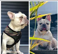 Huey, a male French Bulldog for sale in Kings Park, NY – Photo 6 of 10