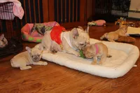 Huey, a male French Bulldog for sale in Kings Park, NY – Photo 3 of 10