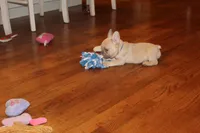 processed/468bd883-c52f-49df-bf5c-b01129c879a8/listing/d0cd69ac-8f0f-4a48-bd7d-b27ac014924c/ee330646-7483-4f72-9631-3778db747207