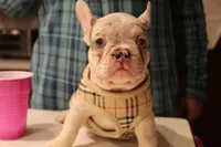 Whitey, a female French Bulldog for sale in Kings Park, NY – Photo 2 of 9