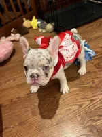 Whitey, a female French Bulldog for sale in Kings Park, NY – Photo 3 of 9