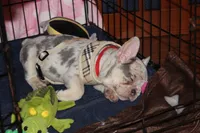 Whitey, a female French Bulldog for sale in Kings Park, NY – Photo 5 of 9