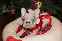Whitey, a female French Bulldog for sale in Kings Park, NY – Photo 4 of 9