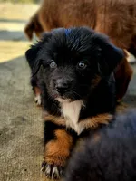 Justice , a female Australian Shepherd for sale in Silex, MO – 4 of 4