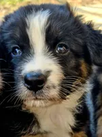Patriot , a male Australian Shepherd for sale in Silex, MO – 5 of 6