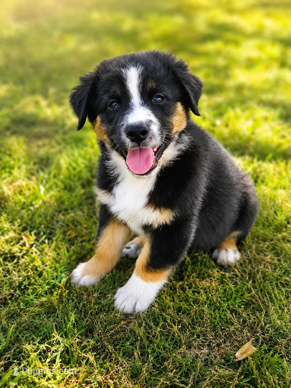 Patriot  – Australian Shepherd puppy for sale in Silex, MO