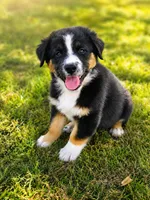 Patriot , a male Australian Shepherd for sale in Silex, MO – 1 of 6