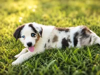 Stars, a male Australian Shepherd for sale in Silex, MO – 3 of 3
