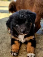 Justice , a female Australian Shepherd for sale in Silex, MO – 2 of 4
