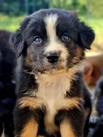 Patriot , a male Australian Shepherd for sale in Silex, MO – 2 of 6