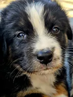 Patriot , a male Australian Shepherd for sale in Silex, MO – 6 of 6