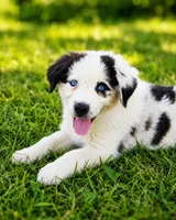 Stars, a male Australian Shepherd for sale in Silex, MO – 2 of 3