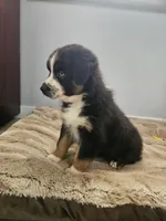 processed/468c6d7d-95ae-4b33-ab31-639b23afafb8/listing/d962660e-40f0-4e4b-aff5-4f130a8236ed/fea5e6a0-3d73-4fd1-906b-200e5fcf2950