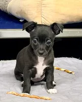 Raven--REDUCED--CKC Chihuahua, a female Chihuahua for sale in Shepherd, TX – 4 of 10