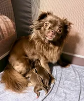 Chief --CKC Chihuahua, a male Chihuahua for sale in Shepherd, TX – 6 of 6
