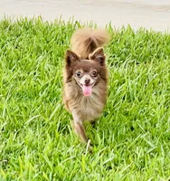 Cade --CKC Chihuahua, a male Chihuahua for sale in Shepherd, TX – 6 of 6