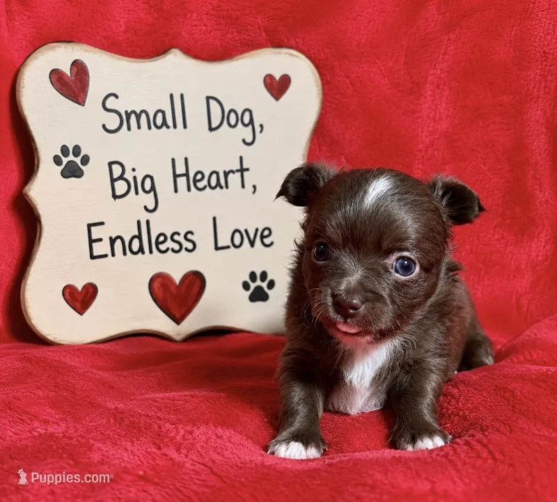 Chief --CKC Chihuahua – Chihuahua puppy for sale in Shepherd, TX