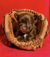 Godiva--CKC Chihuahua, a female Chihuahua for sale in Shepherd, TX – 7 of 10