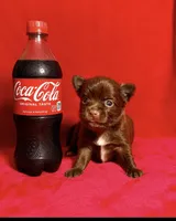 Godiva--CKC Chihuahua, a female Chihuahua for sale in Shepherd, TX – 8 of 10