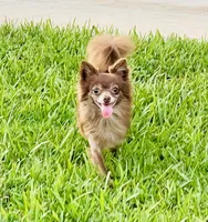 Godiva--CKC Chihuahua, a female Chihuahua for sale in Shepherd, TX – 10 of 10