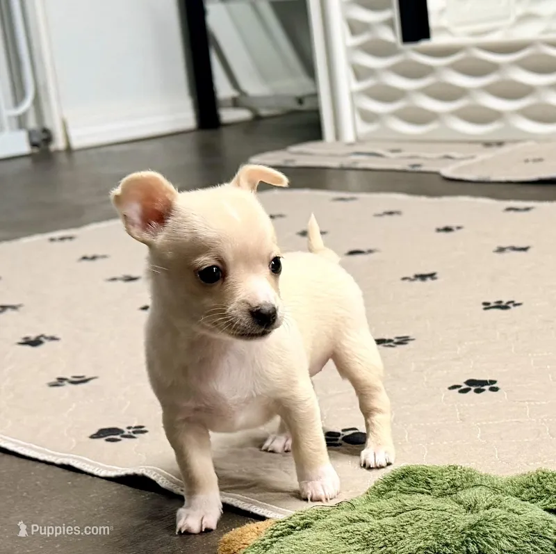 REDUCED--Cami--CKC Chihuahua