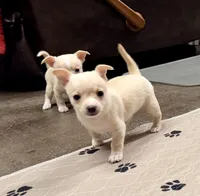 processed/468cd816-7d96-41ae-aa95-8b90c3f9a2e9/listing/1069a94c-2c00-4238-a1d3-5d48226cfe1e/6a13006c-a29b-46d6-a581-c9e7bc74ab3e