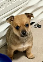 Oakley -- CKC Chihuahua, a male Chihuahua for sale in Shepherd, TX – 6 of 8