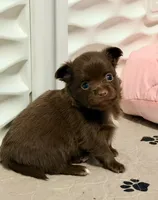 Godiva--CKC Chihuahua, a female Chihuahua for sale in Shepherd, TX – 3 of 10