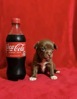 Latte--CKC Chihuahua, a female Chihuahua for sale in Shepherd, TX – 6 of 10