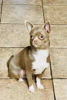 Latte--CKC Chihuahua, a female Chihuahua for sale in Shepherd, TX – 8 of 10