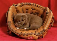 Latte--CKC Chihuahua, a female Chihuahua for sale in Shepherd, TX – 7 of 10