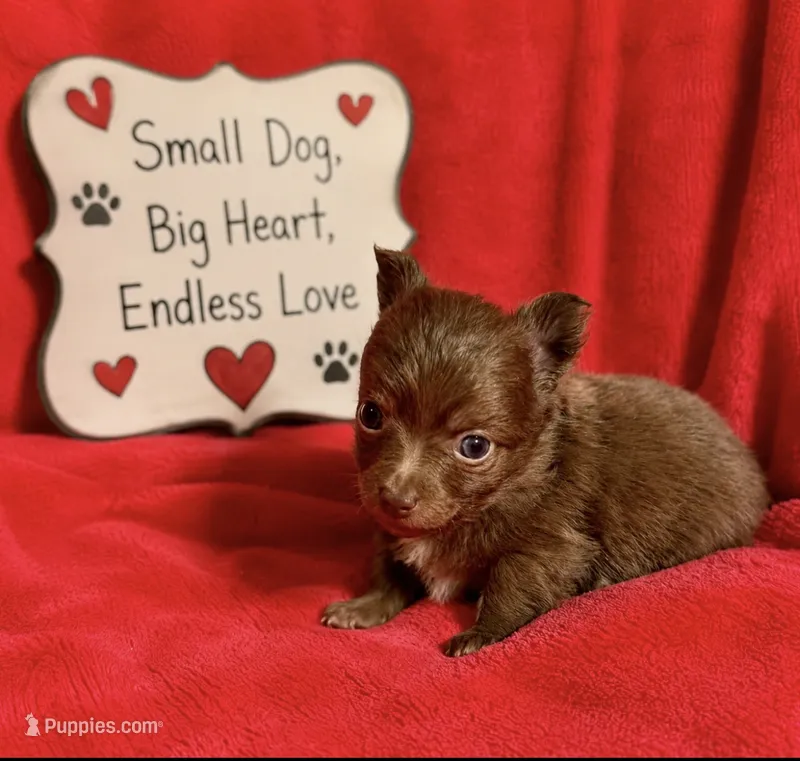 Chance --CKC Chihuahua – Chihuahua puppy for sale in Shepherd, TX