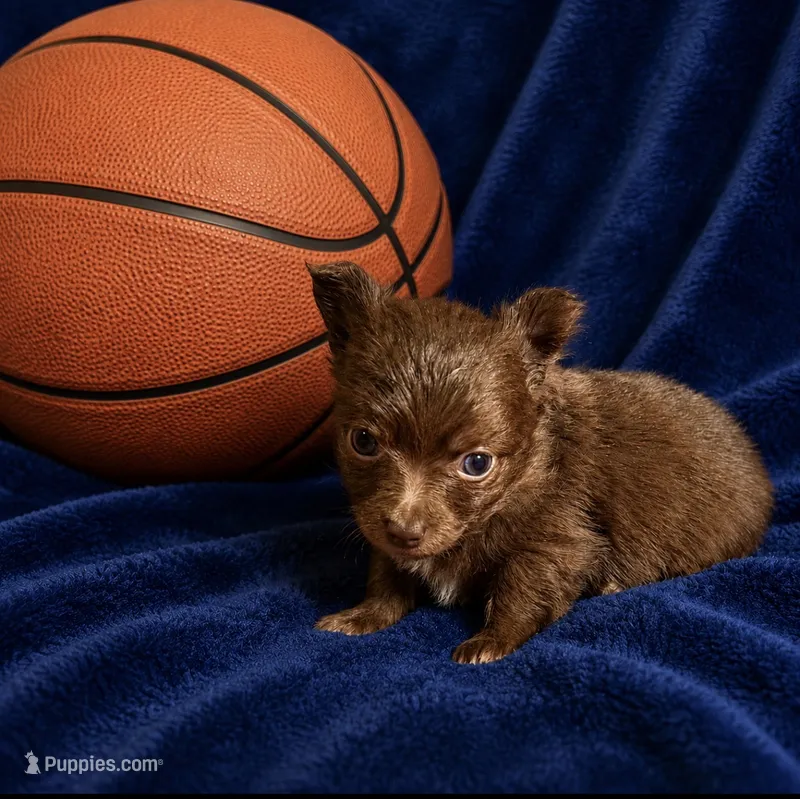 Chance --CKC Chihuahua – Chihuahua puppy for sale in Shepherd, TX