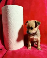Oakley -- CKC Chihuahua, a male Chihuahua for sale in Shepherd, TX – 2 of 8
