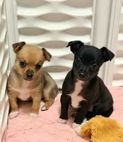 Raven--CKC Chihuahua, a female Chihuahua for sale in Shepherd, TX – 3 of 10