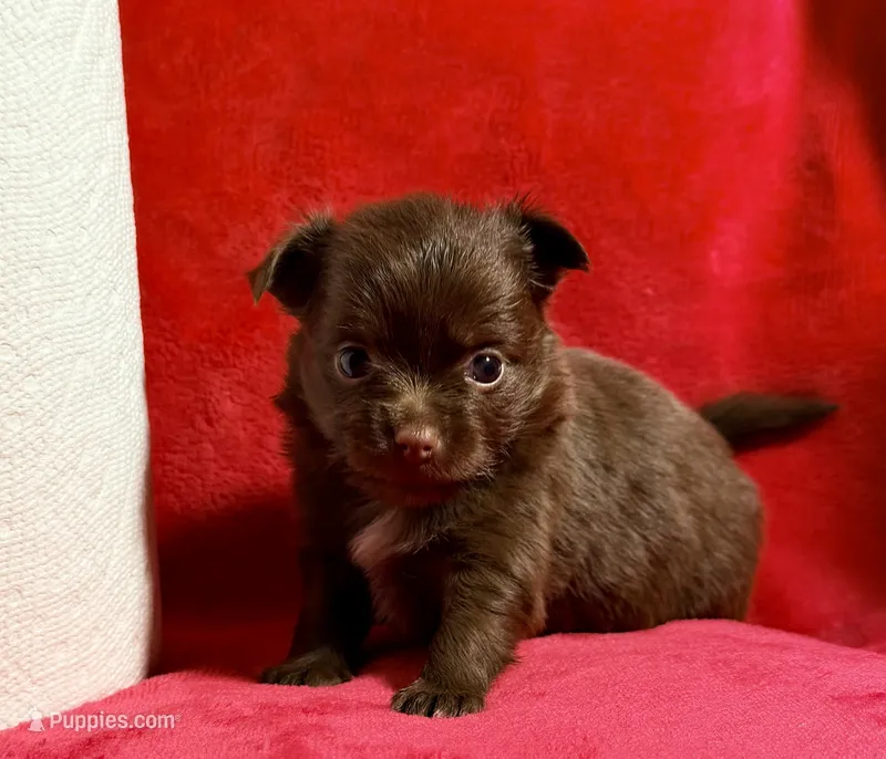 Godiva--CKC Chihuahua – Chihuahua puppy for sale in Shepherd, TX