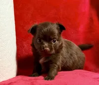 Godiva--CKC Chihuahua, a female Chihuahua for sale in Shepherd, TX – 1 of 10