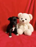 Raven--CKC Chihuahua, a female Chihuahua for sale in Shepherd, TX – 7 of 10