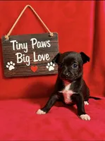 Raven--CKC Chihuahua, a female Chihuahua for sale in Shepherd, TX – 8 of 10