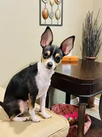 Raven--CKC Chihuahua, a female Chihuahua for sale in Shepherd, TX – 9 of 10