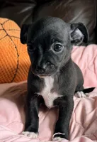 Raven--REDUCED--CKC Chihuahua, a female Chihuahua for sale in Shepherd, TX – 3 of 10