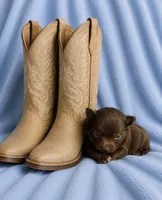 Chance --CKC Chihuahua, a male Chihuahua for sale in Shepherd, TX – 3 of 6
