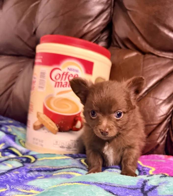 Chance --CKC Chihuahua – Chihuahua puppy for sale in Shepherd, TX