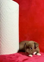 Latte--CKC Chihuahua, a female Chihuahua for sale in Shepherd, TX – 3 of 10