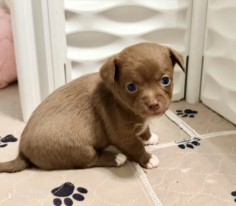 Latte--CKC Chihuahua – Chihuahua puppy for sale in Shepherd, TX