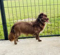 Chief --CKC Chihuahua, a male Chihuahua for sale in Shepherd, TX – 5 of 6