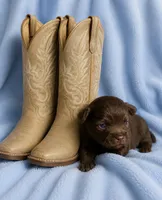 Cash --CKC Chihuahua, a male Chihuahua for sale in Shepherd, TX – 1 of 6