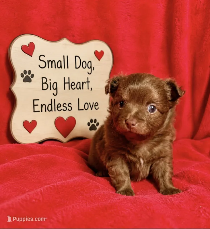 Colt - CKC Chihuahua – Chihuahua puppy for sale in Shepherd, TX