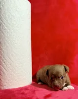 Latte--CKC Chihuahua, a female Chihuahua for sale in Shepherd, TX – 5 of 10